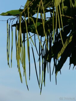 Catalpa bignoides Katalpa - 2