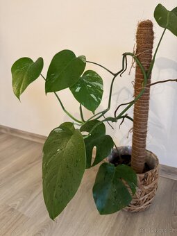 Monstera - 2