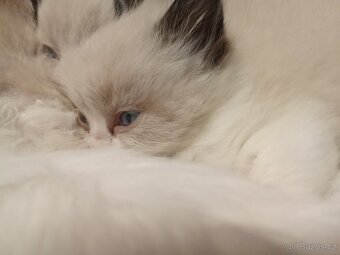 Ragdoll kotatka - 2