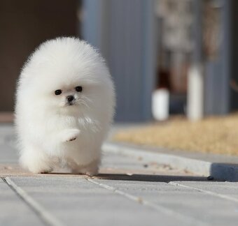 Pomeranian mini - 2