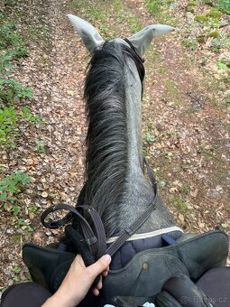 Pony valach WPB - 2