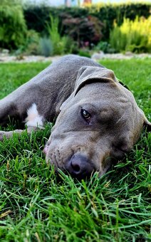 Pejsek American bully XL s PP - 2
