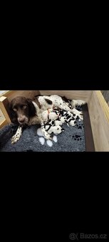 Německý křepelák - 2