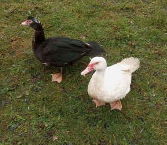 Kachna pižmová - 2