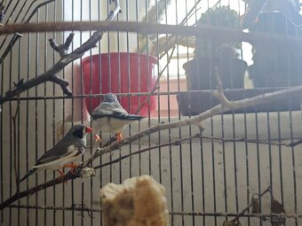 Prodám zebřičky - 2