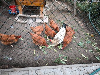 Domácí vajíčka - 2