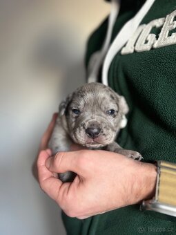 Štěňata Cane Corso - 2