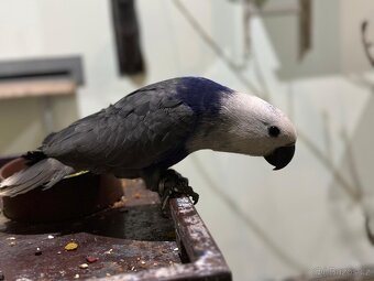 Kúpim eklektus roratus polychloros - 2