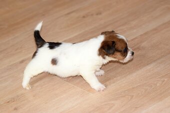Jack Russel teriér s PP - Vitto - 2