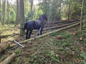 Chladnokrevny valach - 2