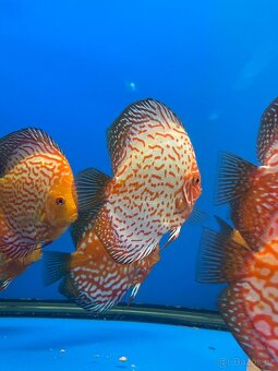 Terčovec- diskus - 2