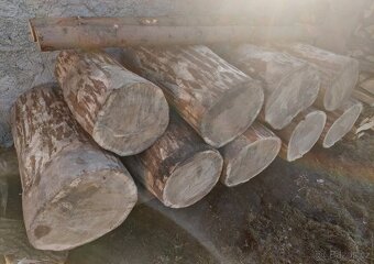 Dubová kulatina - 2