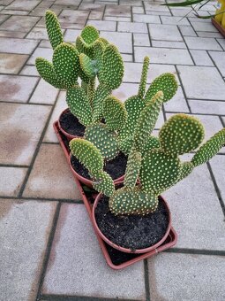 Prodám palmičky a opuncie - 2