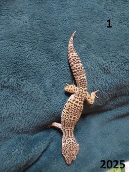 Samečci roku 2024 a 2025 - 2