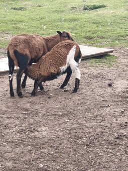 Ovoce kamerunské - 2