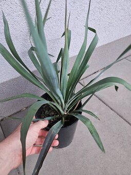 Yucca gloriosa - stromková juka - 2