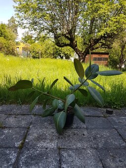 Ficus 2 větve - 2