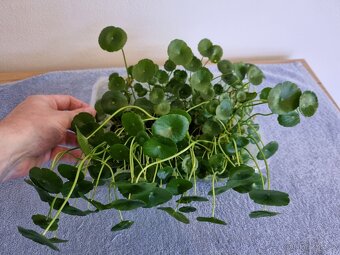 Prodam Hydrocotyle Vulgaris a Hydrocotyle Tripartita - 2