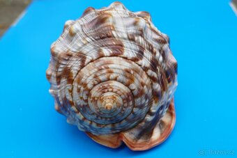 Cypraecassis rufa XXXL - 2