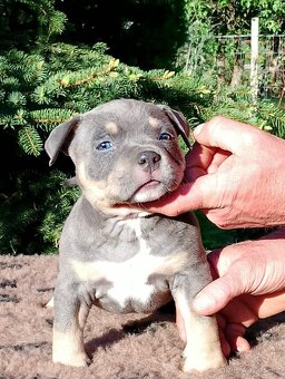 American bully - 2