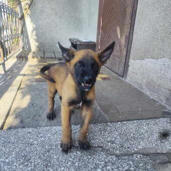 Belgický ovčák Malinois - 2
