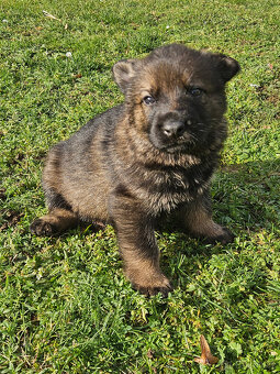 Německý ovčák štěňata bez PP - 2