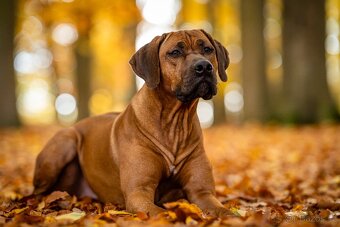 Rhodézský ridgeback s PP -krytí - 2