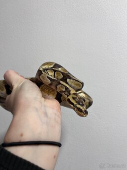 Krajta královská Calico - 2