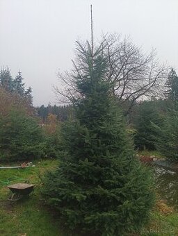 Vánoční stromky,živé stromky, chvojí - 2