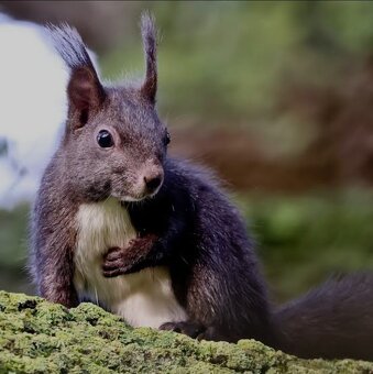 Veverka obecná černá forma1:1 - 2