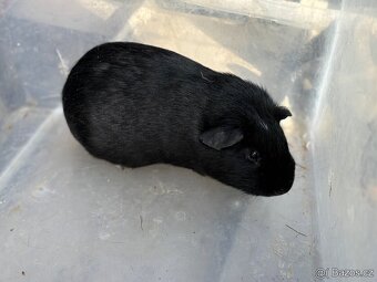 Cuy morče černý samec - 2