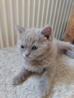 Britská modrá a lila - 2