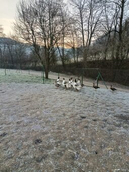 Pomořanská husa - 2