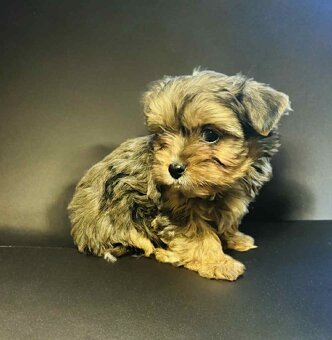 Yorkšírský teriér - 2