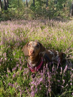 Sháníme pejska ke krytí - 2