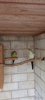 Papoušek horský modrý - 2