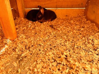 Králík zakrslý, tříslový - 2