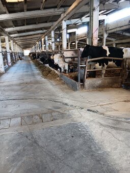 Dojič/dojička, ošetřovatel/ka skotu - 2
