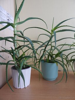Pokojové rostliny Aloe vera pravá - 3 - 5let - 2