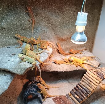 Agama vousata - 2