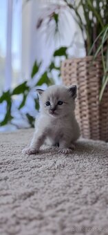 Ragdoll koťata - 2
