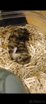 Křeček džungarský mláďata - 2