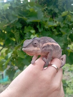 Chameleon pardálí - 2