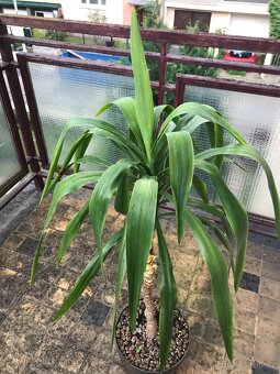 Juka či dracena vysoká pokojová rostlina - 2