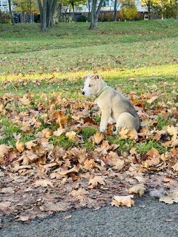 S těžkým srdcem prodám 4 měsíční štěnatko - 2