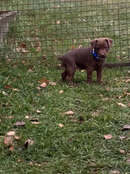 Patterdale teriér - 2