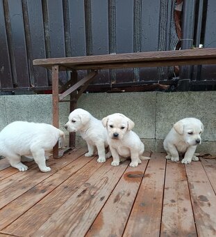 Labradorský retrívr ❤️❤️ - 2