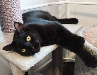 Kostík k adopci - 2