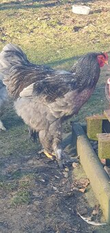 Brahmanka kohout - 2