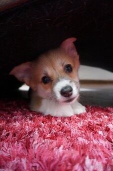 Welsh Corgi Pembroke - 2